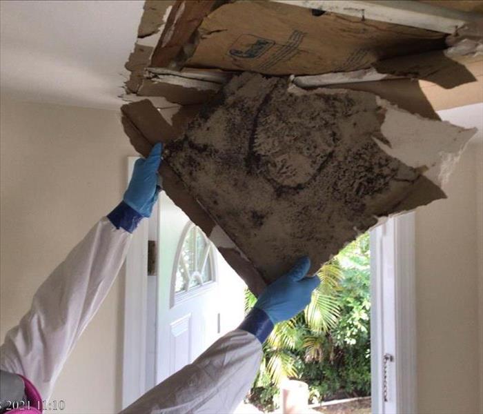 removing mold damaged ceiling tiles